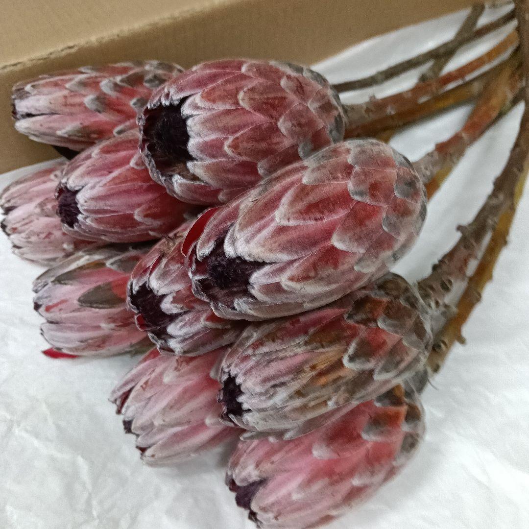 Sale‼️・ピンクアイス10本【葉無し】❗️他同梱多数❗️