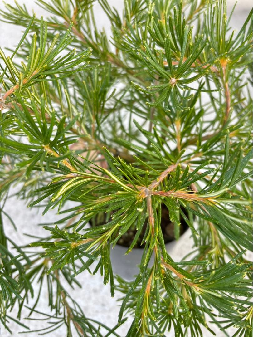 バンクシア　バースデーキャンドル　4