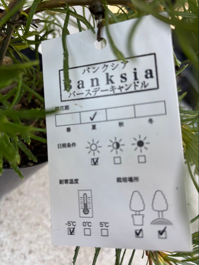 バンクシア　バースデーキャンドル　4