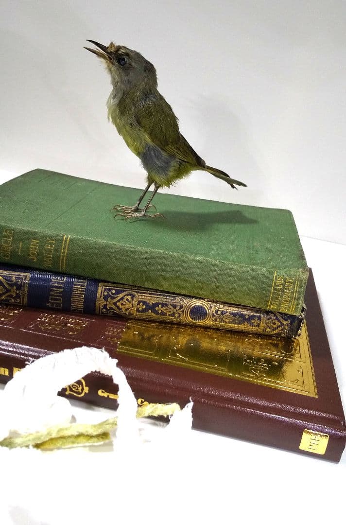 洋書 アンティーク 金彩 ロカイユ 装飾 模様 1862年