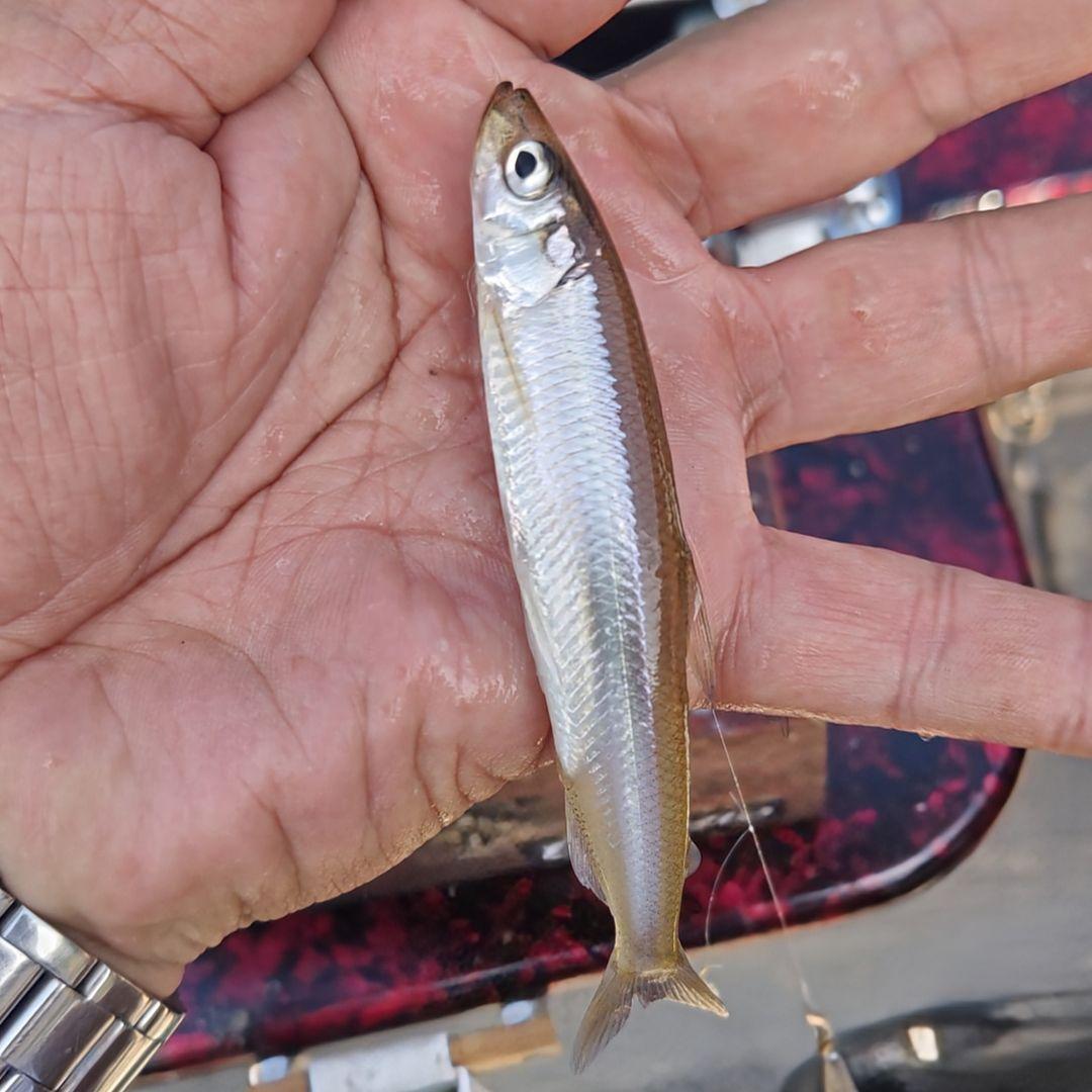 西湖ボートワカサギ用自作削り出しグラスソリッドロング穂先