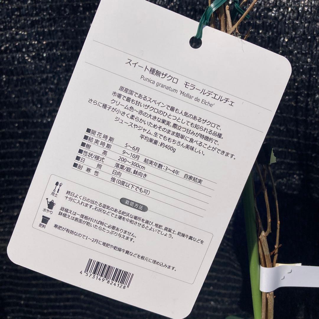 ①*ஐスペイン原産・大実で甘い！*:ஐザクロ・苗【モラールデエルチェ】苗木・4号
