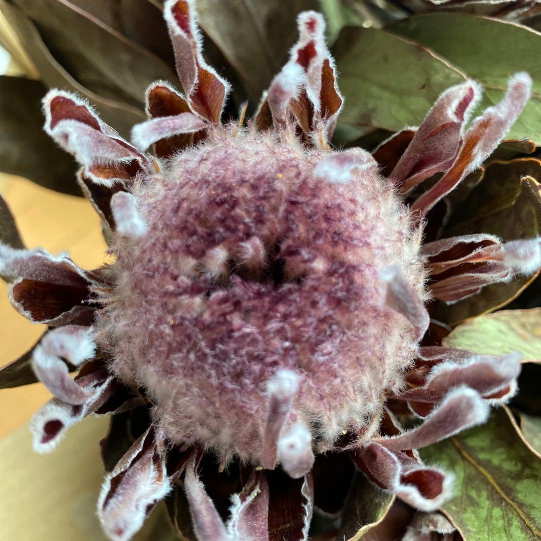 ドライフラワー花材プロテア30cm前後15本4月15日まで