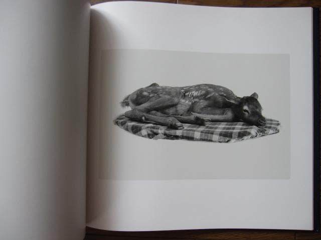 SOME SAY ICE　Alessandra Sanguinetti