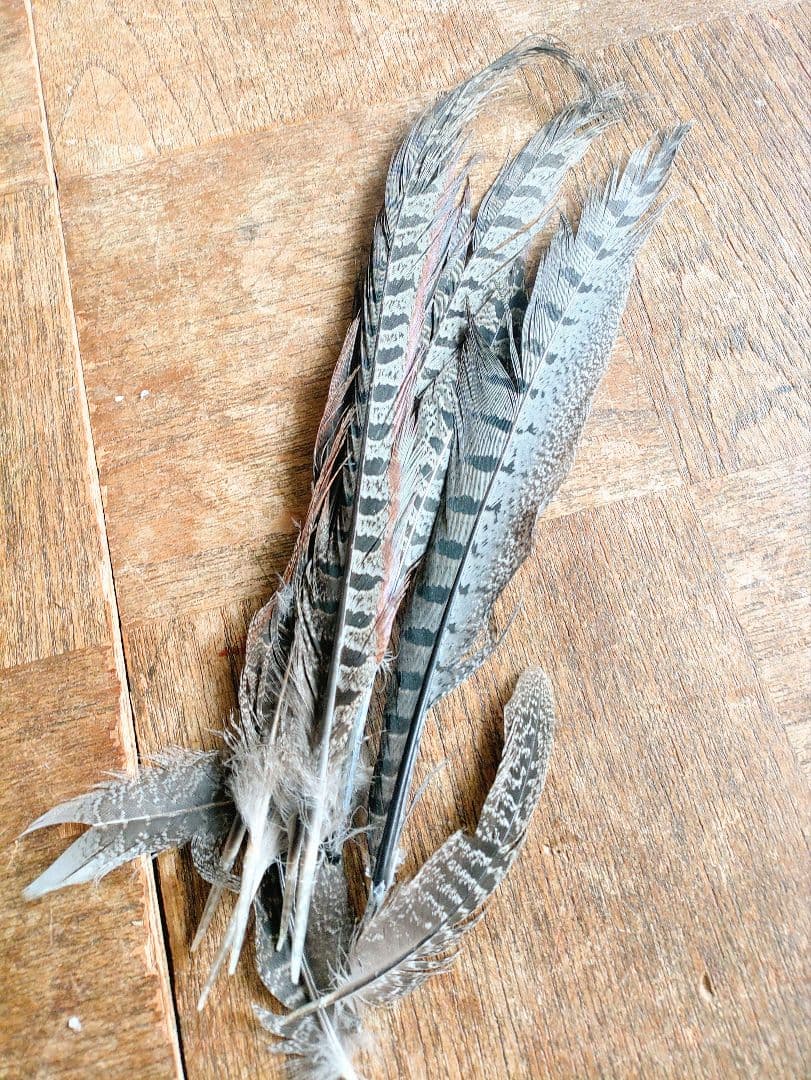 日本キジ(オス)ボディースキン　 防腐処理、洗浄済み 約50cm