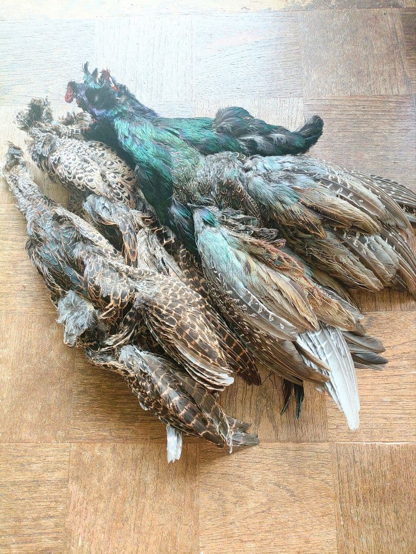 日本キジ(オス)ボディースキン　 防腐処理、洗浄済み 約50cm