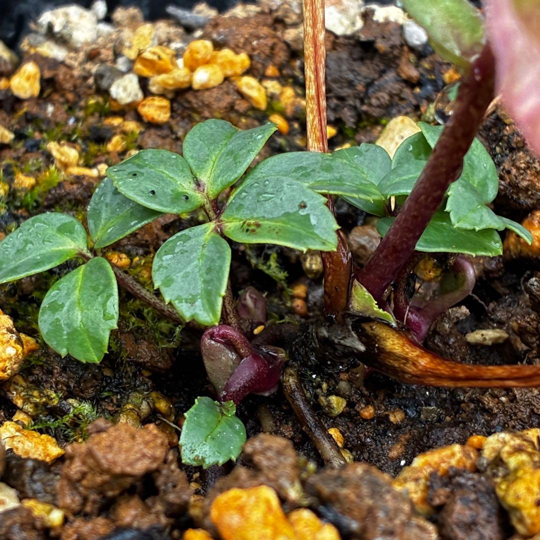 3862☘️1年間管理株☘️⭐️SD⭐️Pink Niger⭐️