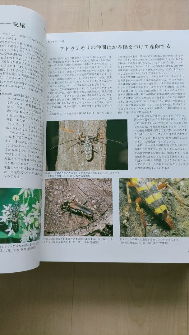 【希少・専門書】＜復刻版＞日本産カミキリ大図鑑