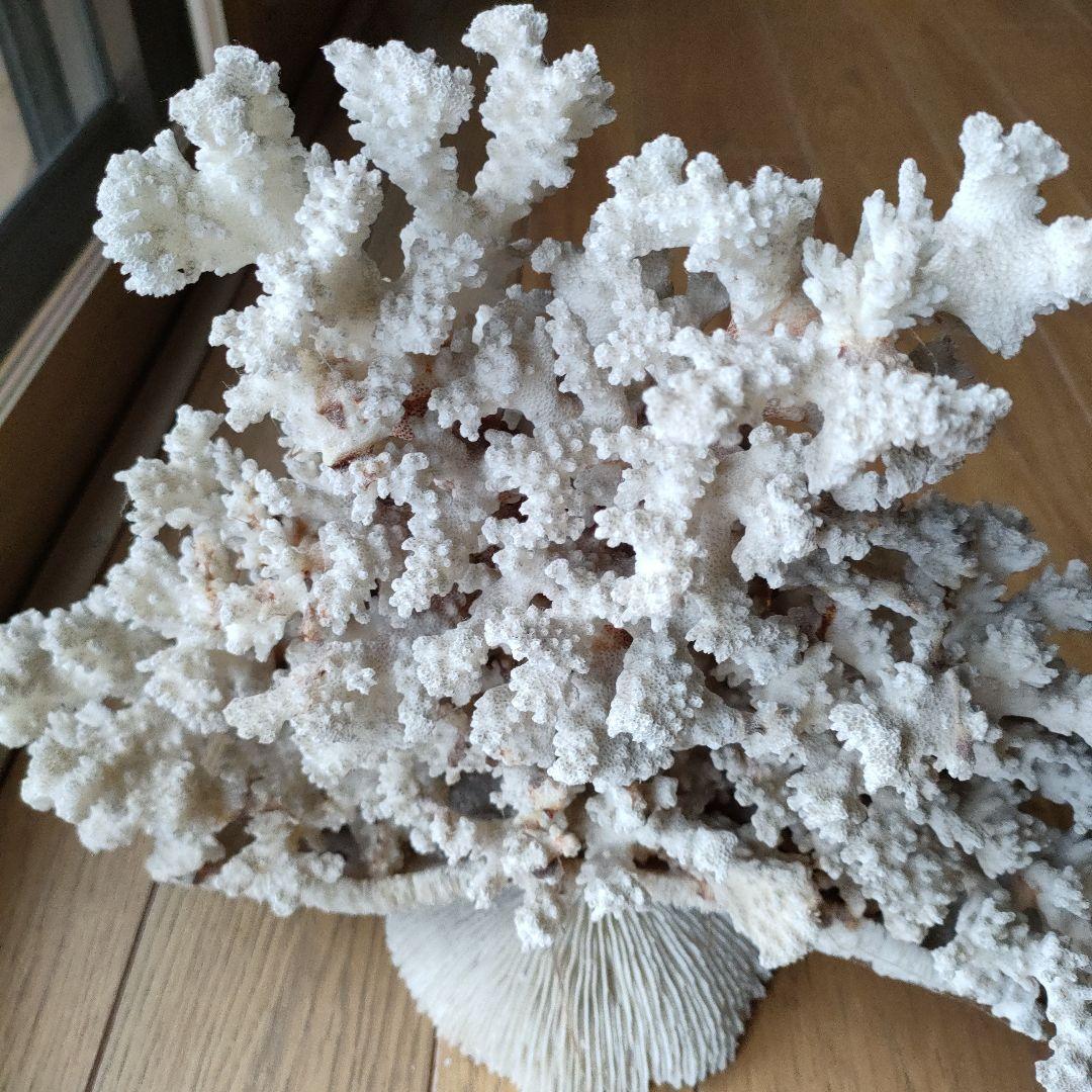 サンゴ 珊瑚 置物 雑貨 インテリア28 cmX 34 cm