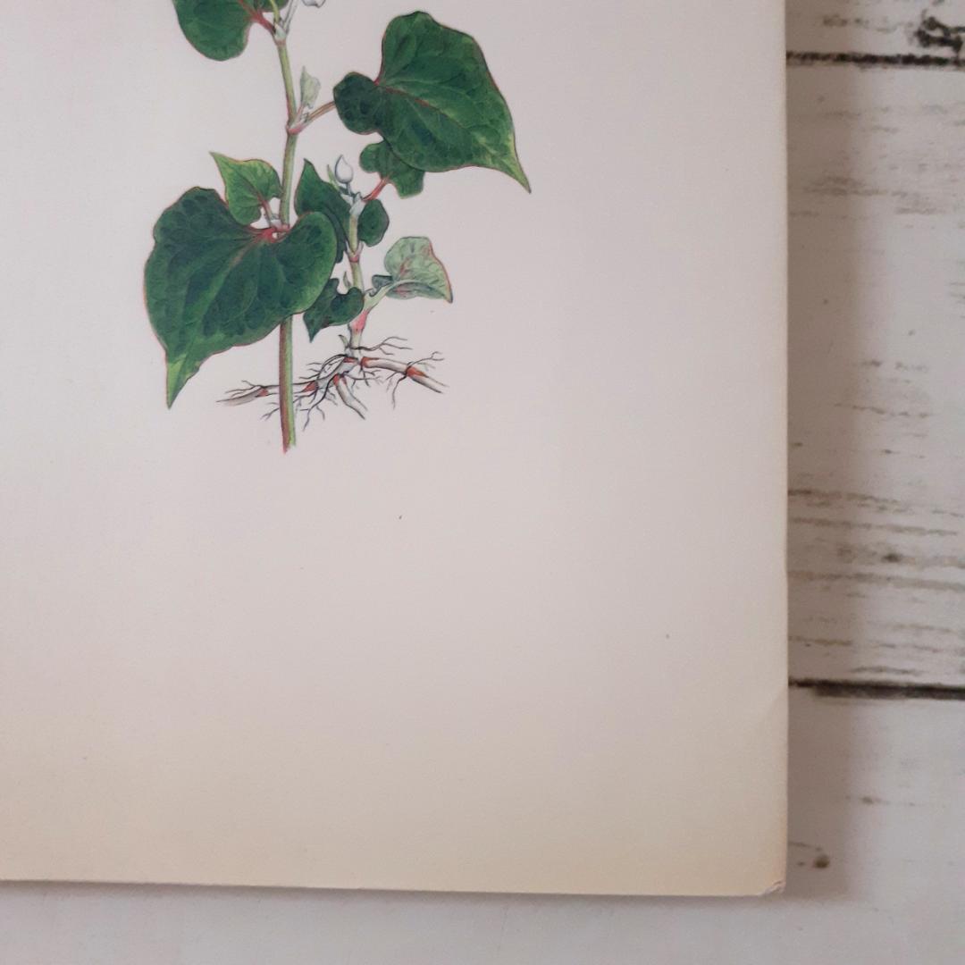 よく効くドクダミ療法　村上光太郎　家の光協会