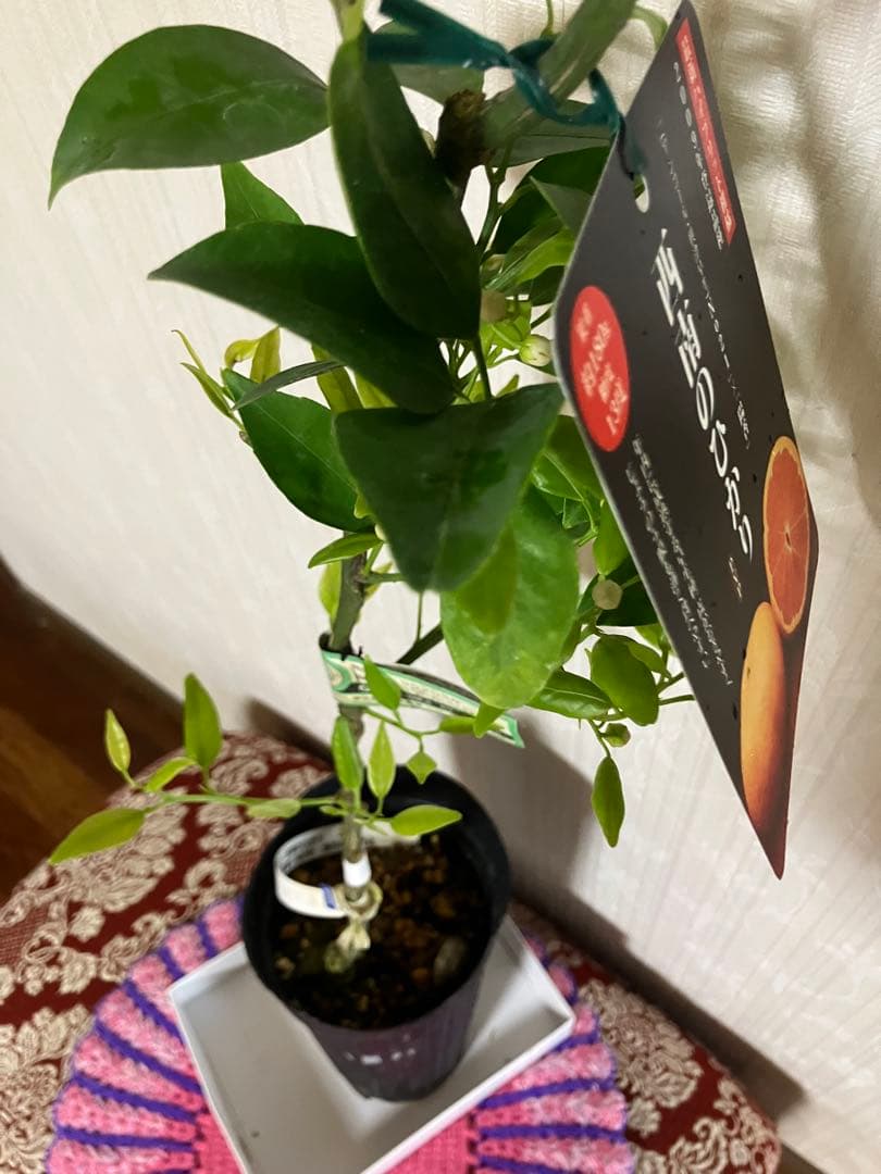 みかん苗木　西南のひかり　接木　　蕾付き