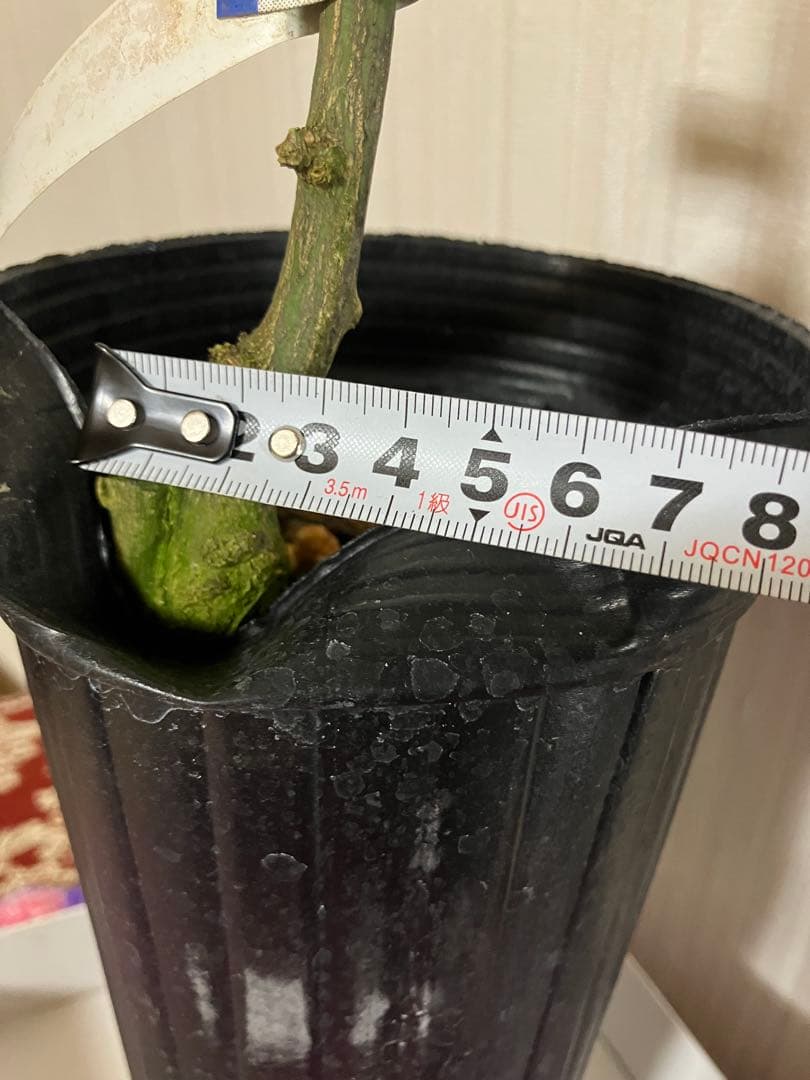 みかん苗木　西南のひかり　接木　　蕾付き