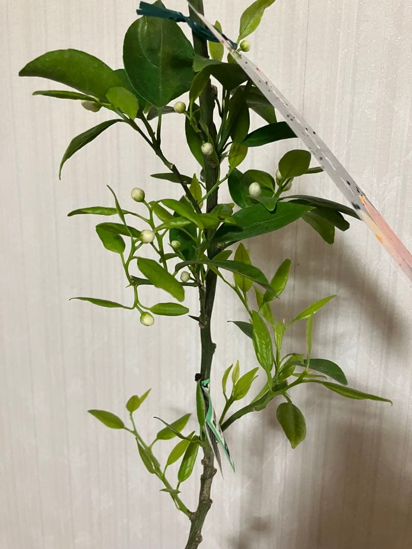 みかん苗木　西南のひかり　接木　　蕾付き