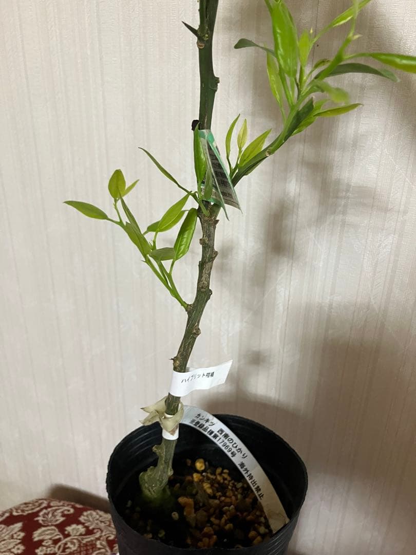みかん苗木　西南のひかり　接木　　蕾付き