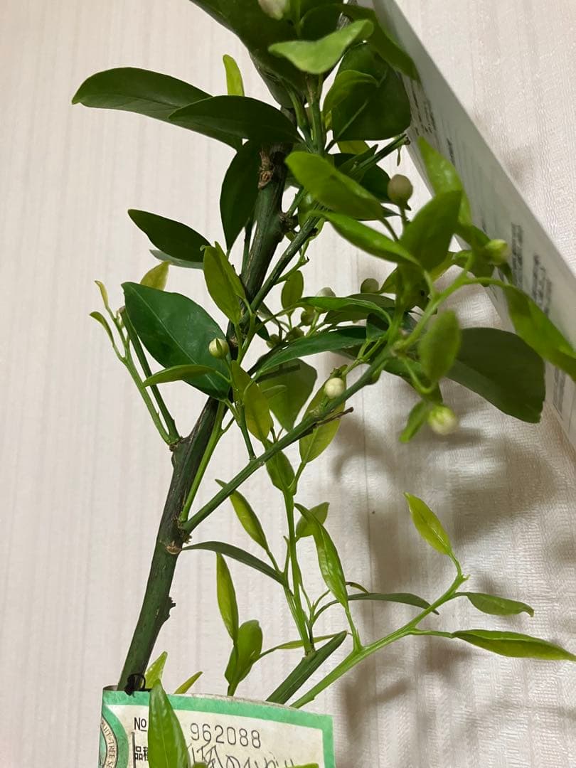 みかん苗木　西南のひかり　接木　　蕾付き