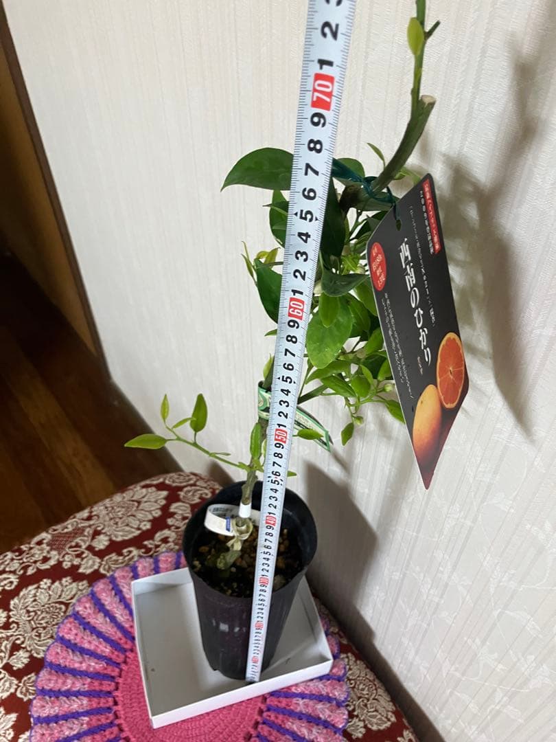 みかん苗木　西南のひかり　接木　　蕾付き