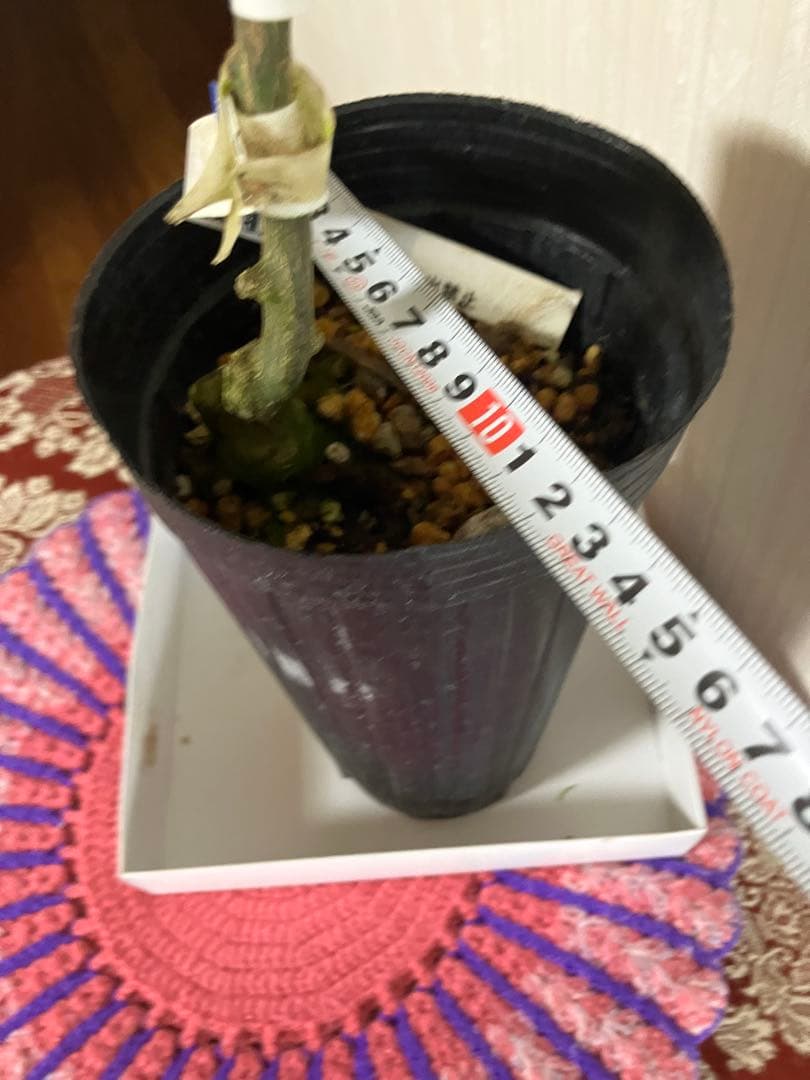 みかん苗木　西南のひかり　接木　　蕾付き