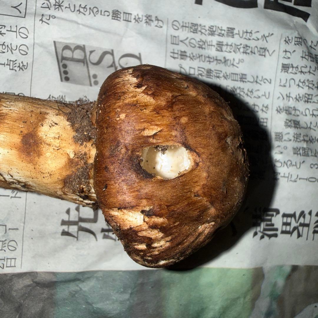 新鮮 椎茸 248g 大きめ