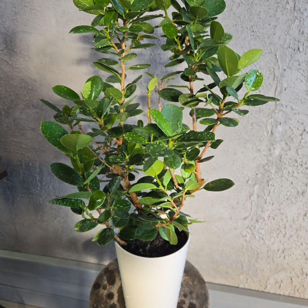 ⑥　パンダ　ガジュマル　7号 特大苗木　最高等級