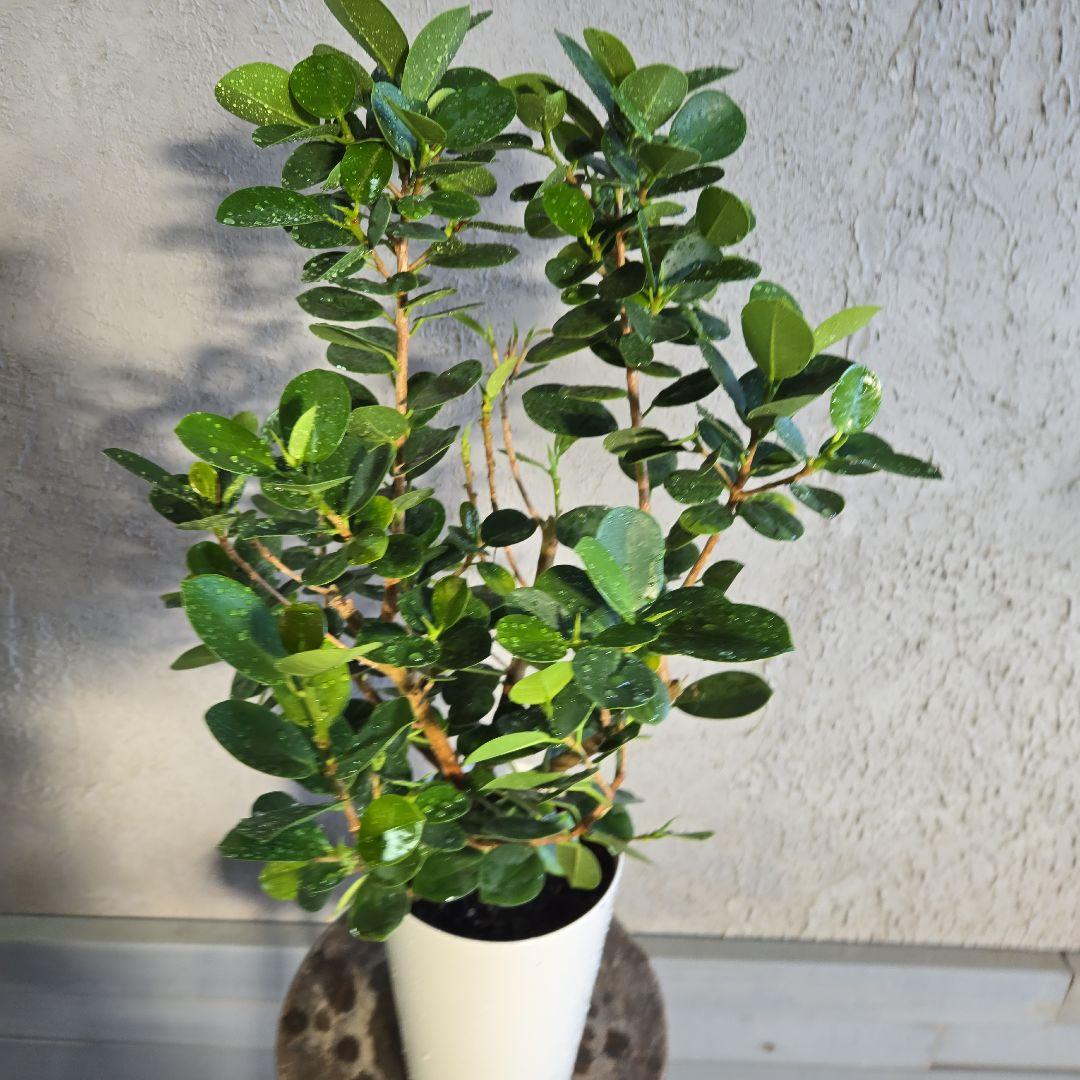 ⑥　パンダ　ガジュマル　7号 特大苗木　最高等級