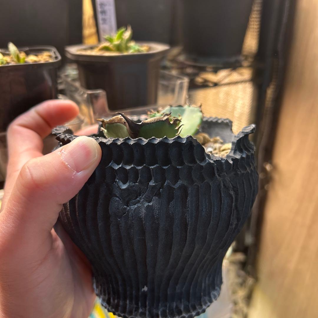 アガベ　チタノタ　キングアーサー