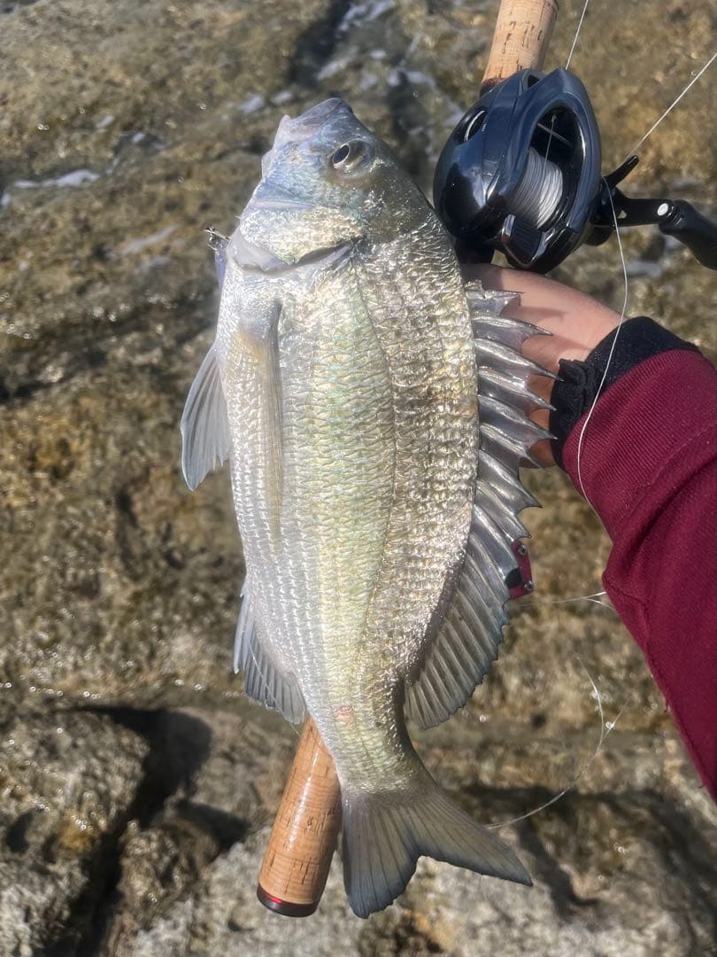 【OH済】18アンタレスDCMD