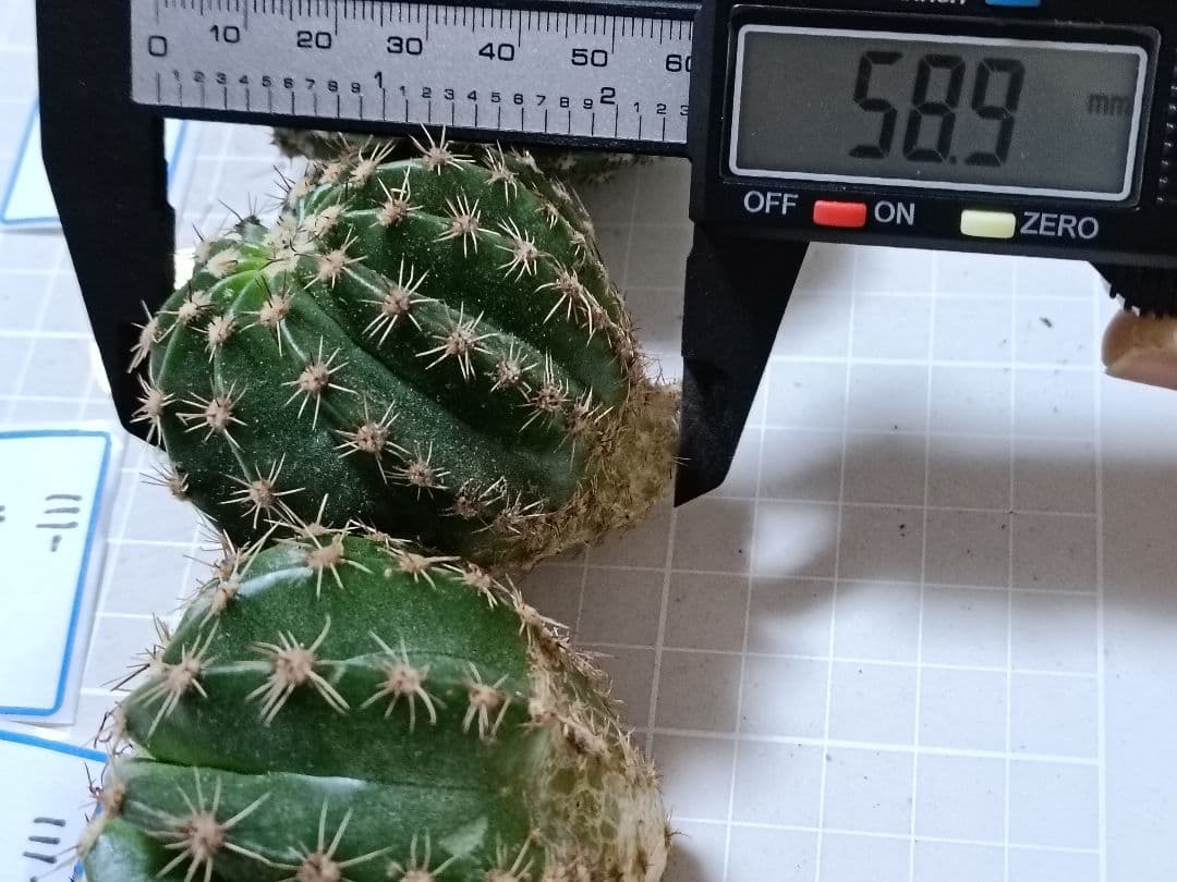 111-chii465商品　花サボテン　カキコ