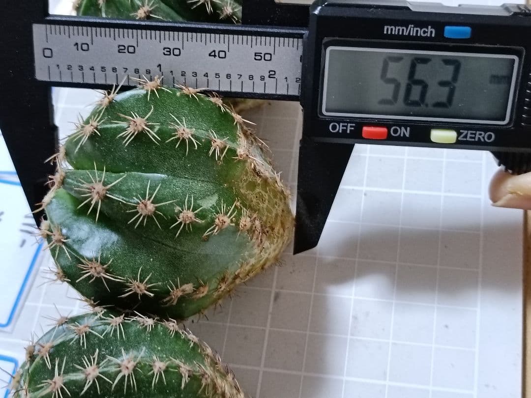 111-chii465商品　花サボテン　カキコ