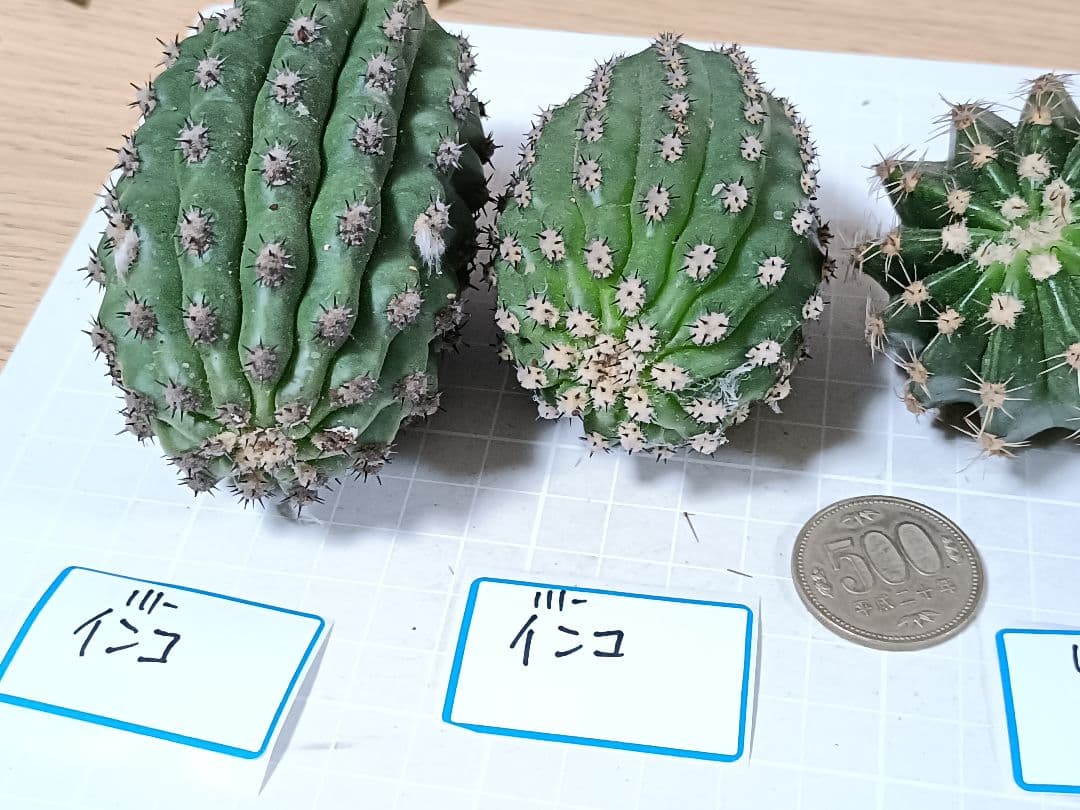 111-chii465商品　花サボテン　カキコ