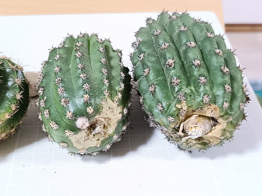 111-chii465商品　花サボテン　カキコ