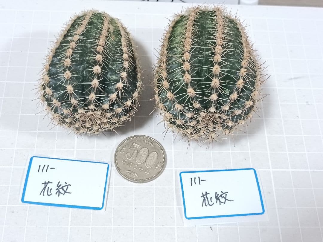 111-chii465商品　花サボテン　カキコ