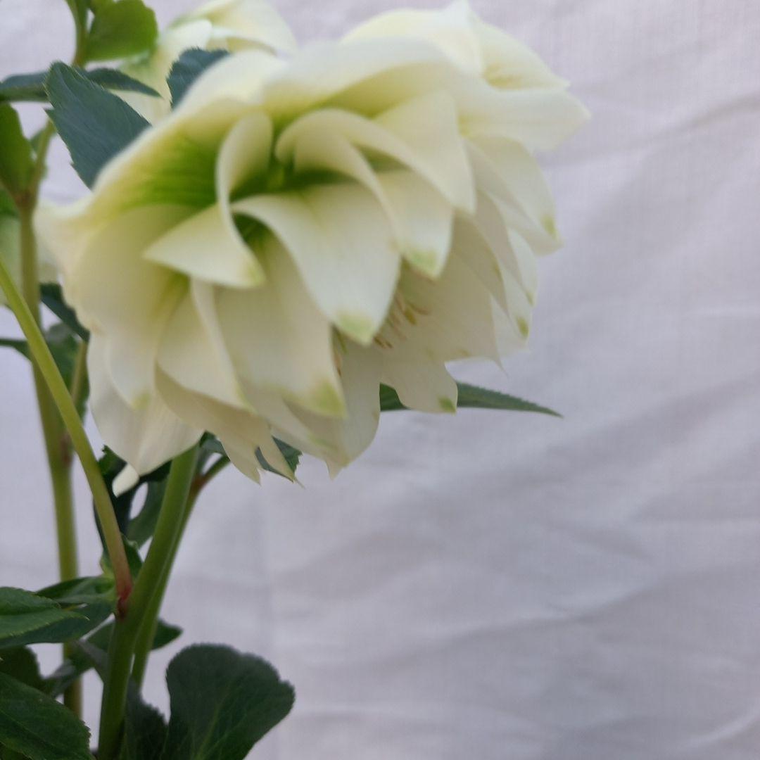 お買い得！グリーンリップ2種植え♪大苗、開花株