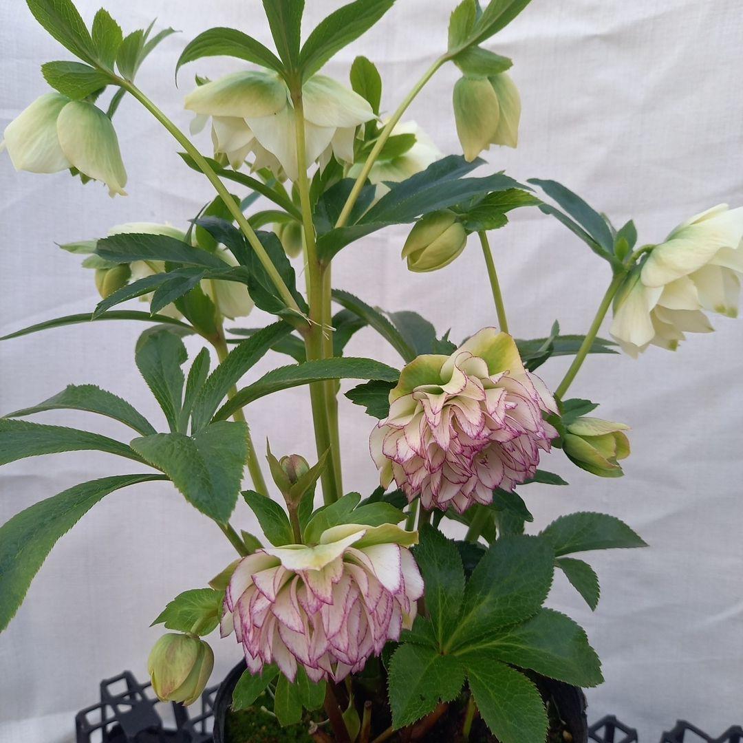 お買い得！グリーンリップ2種植え♪大苗、開花株