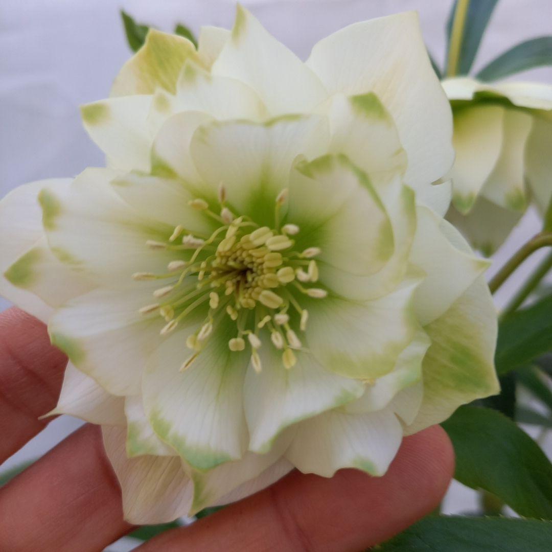 お買い得！グリーンリップ2種植え♪大苗、開花株