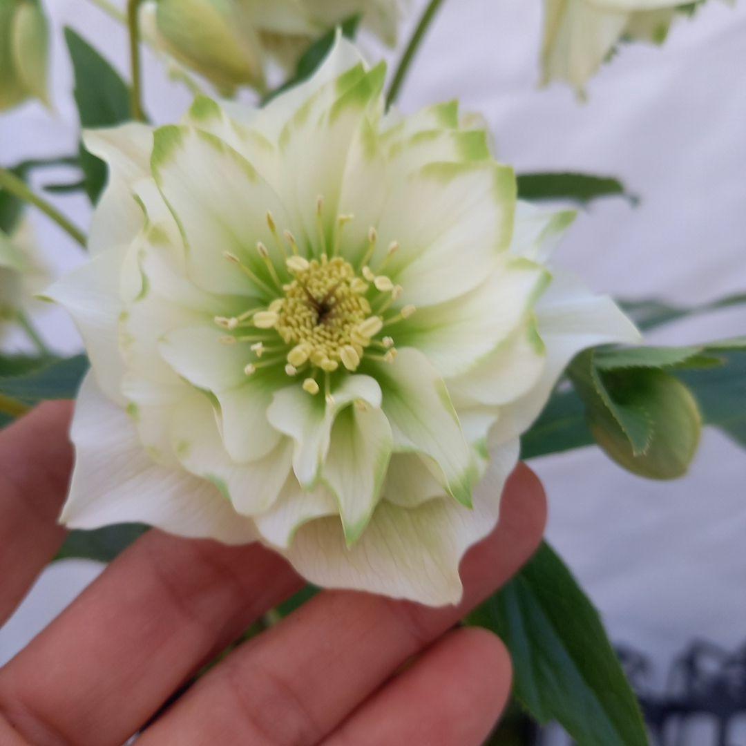 お買い得！グリーンリップ2種植え♪大苗、開花株