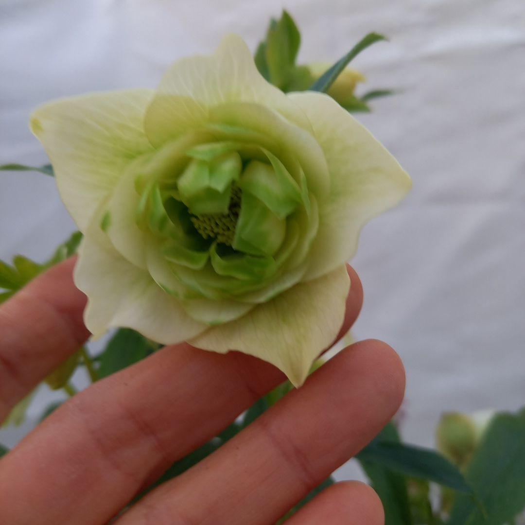 お買い得！グリーンリップ2種植え♪大苗、開花株