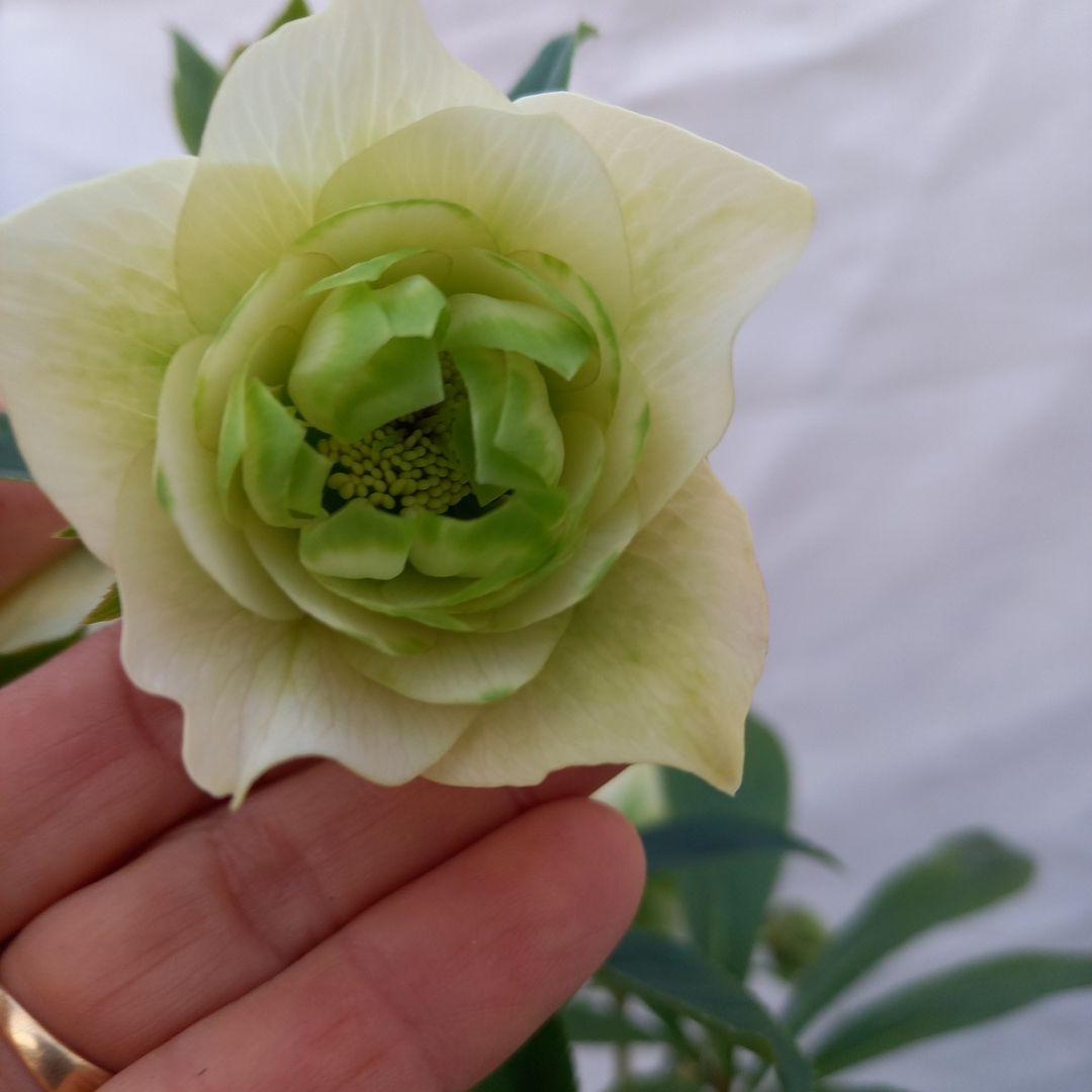 お買い得！グリーンリップ2種植え♪大苗、開花株