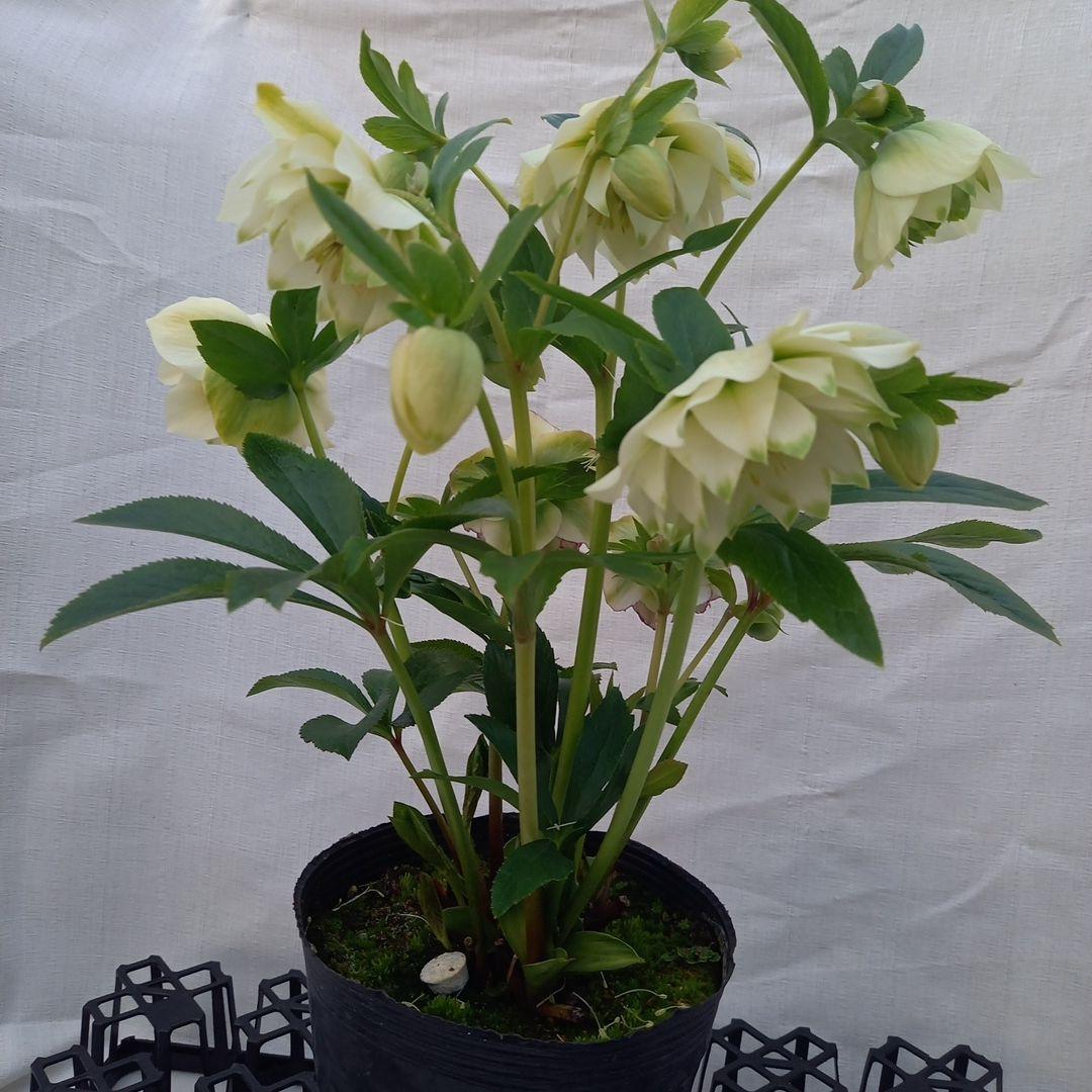 お買い得！グリーンリップ2種植え♪大苗、開花株