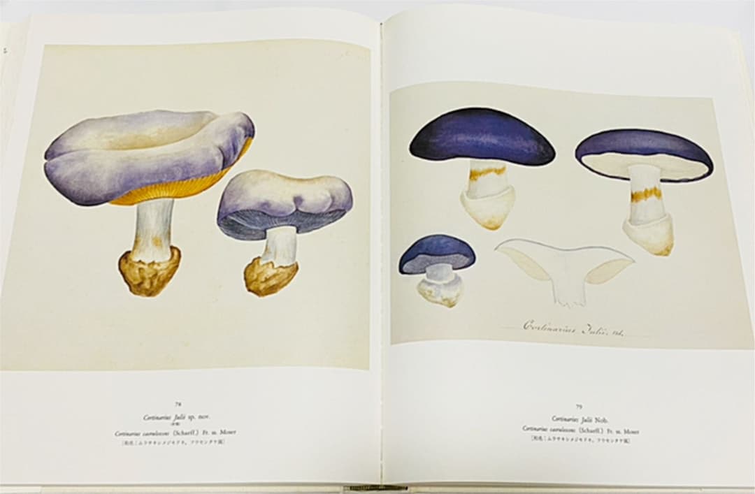 ジャン・アンリ・ファーブルのきのこ 221点の水彩画と解説