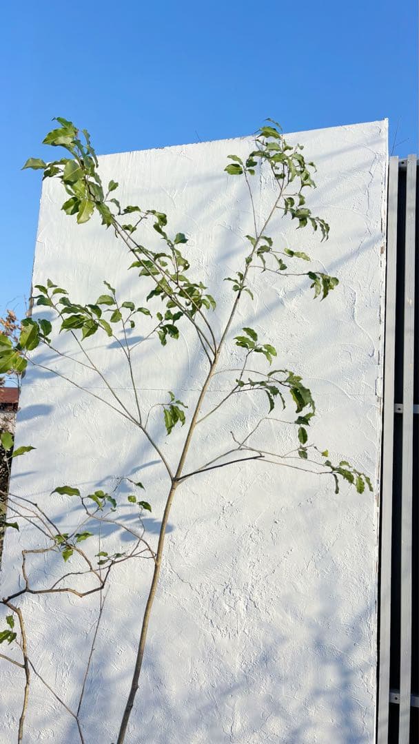 美形。山採りソヨゴ 雄株2.6M(鉢底から)品番C