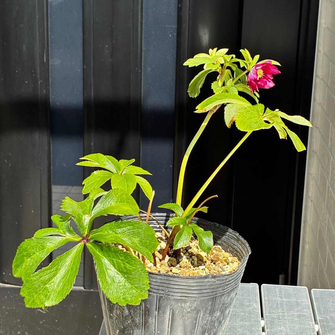 3844☘️2年間管理株☘️特殊花弁☘️特別質感☘️キラキラ光るメタル系の赤☘️充実株☘️