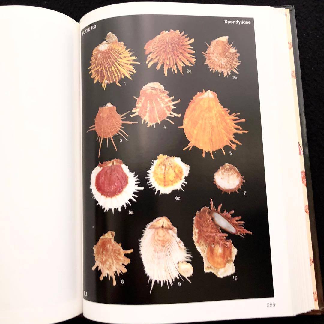 インドネシアの貝類と化石 図鑑「Indonesian Shells」