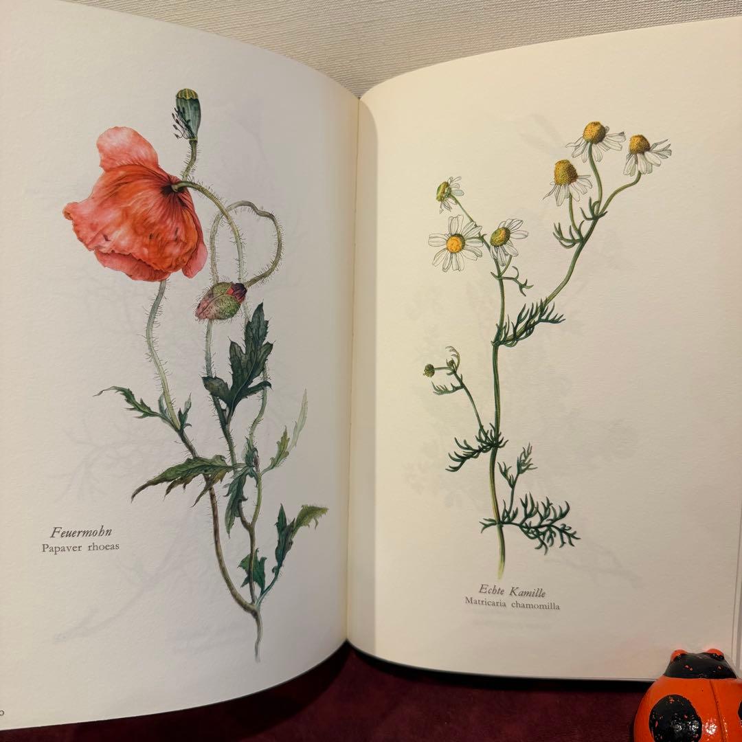 314③1980年ドイツElsa Flesko植物図鑑植物画　ジャンクジャーナル