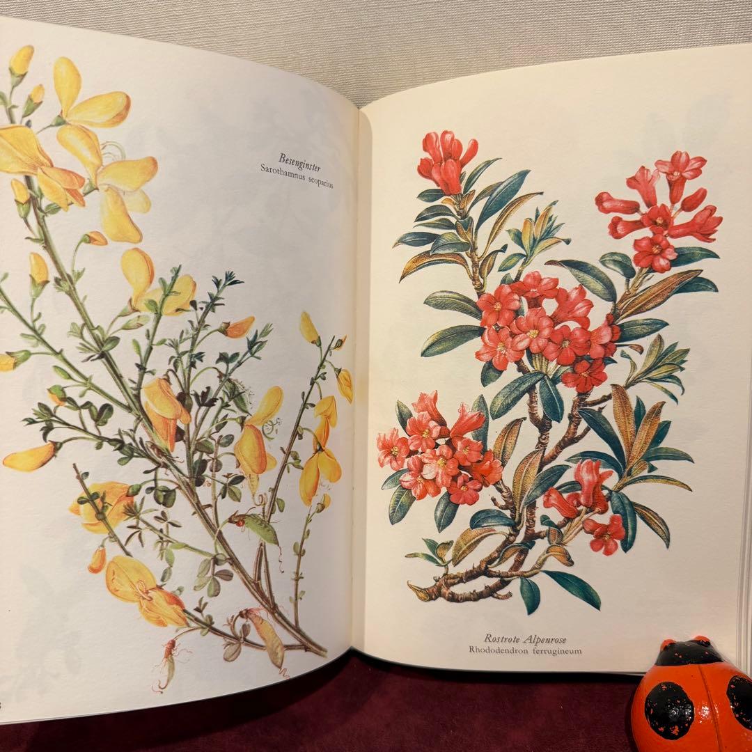 314③1980年ドイツElsa Flesko植物図鑑植物画　ジャンクジャーナル