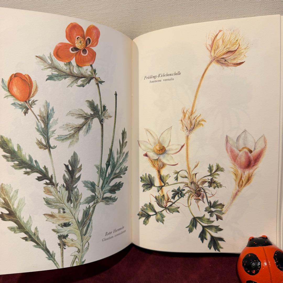 314③1980年ドイツElsa Flesko植物図鑑植物画　ジャンクジャーナル