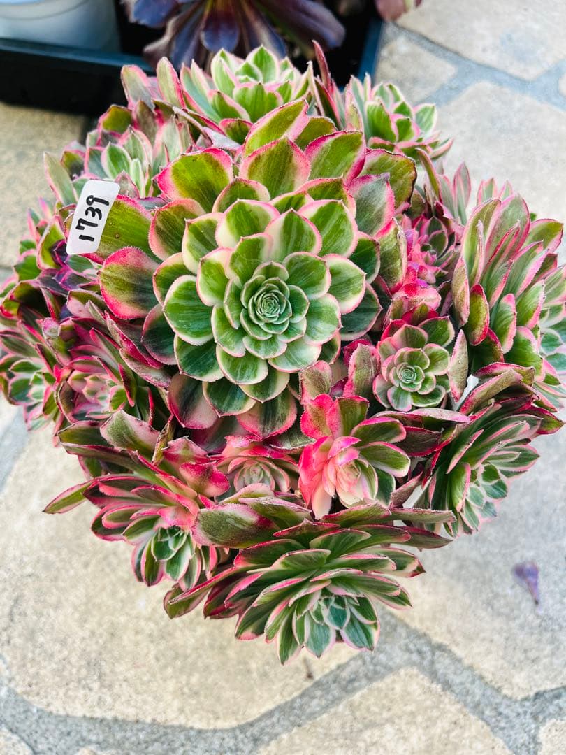 ハロウィン変異種西施（せいし）　21頭特大群生古株　　＃1739 ラスト株