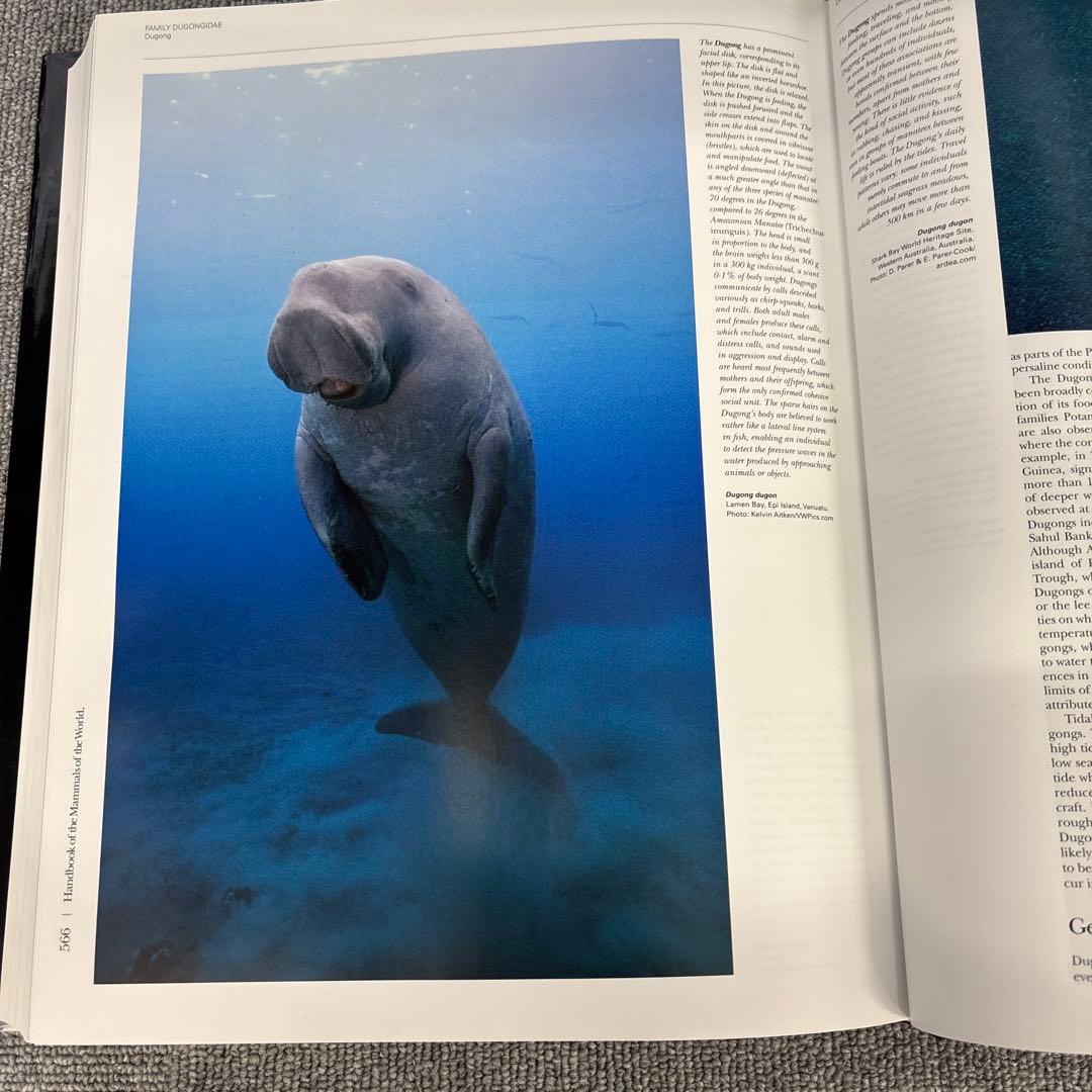 洋書 Handbook of the mammals of the world