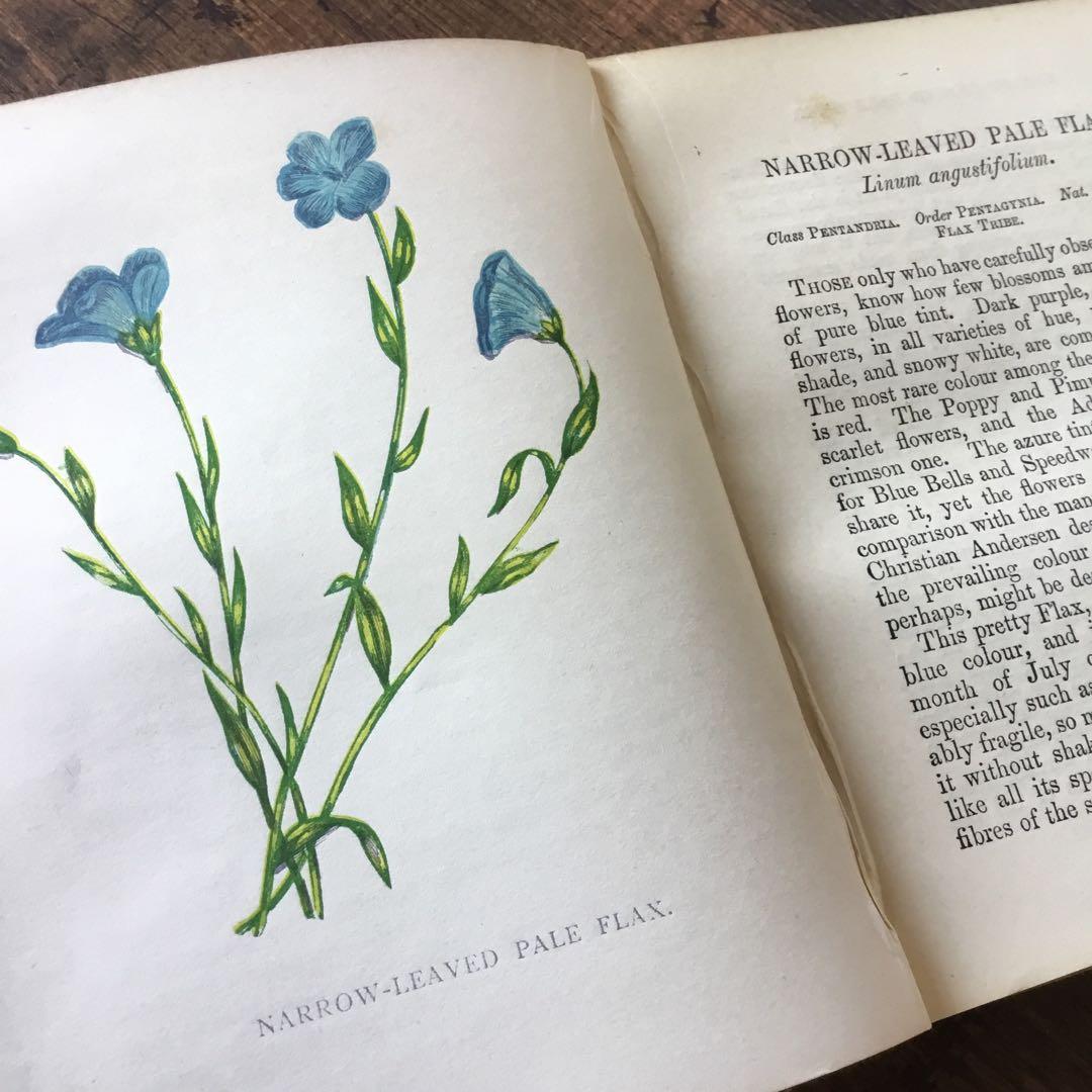 洋書　イギリス　植物図鑑　古い図鑑