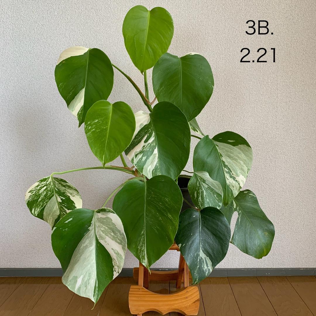 【3B】3株寄せ植え モンステラ 斑入り ボルシギアナ 高さ57cm