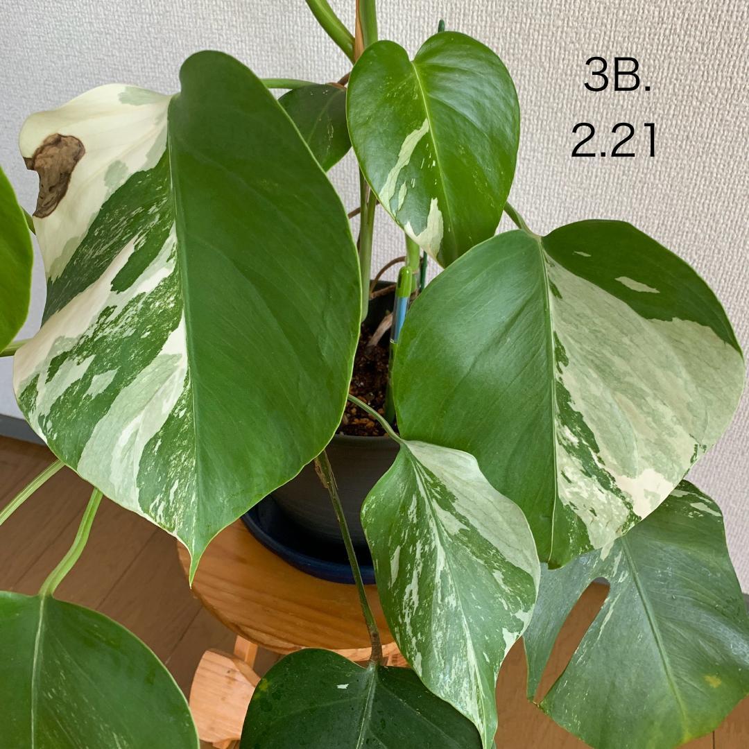 【3B】3株寄せ植え モンステラ 斑入り ボルシギアナ 高さ57cm